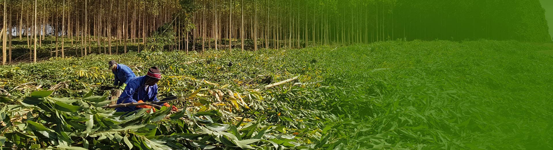 Brondal Plantation Workers