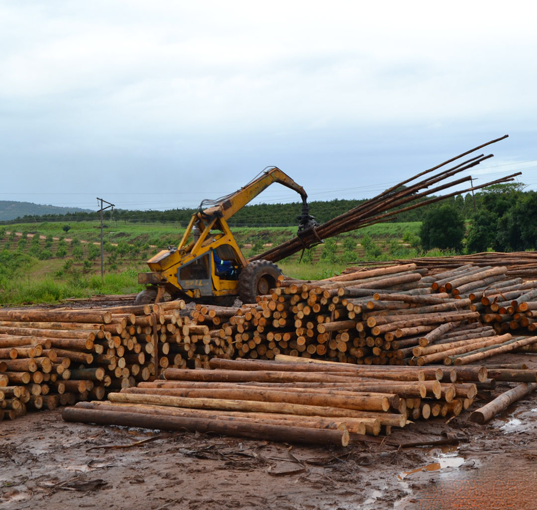 We are the timber experts