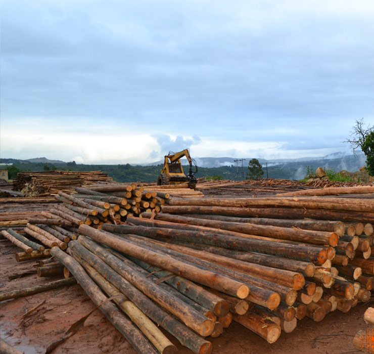 Pile of eucalyptus tree poles