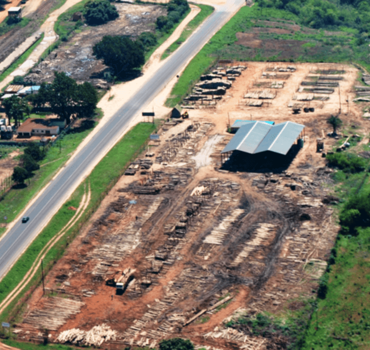 Pile of eucalyptus tree poles