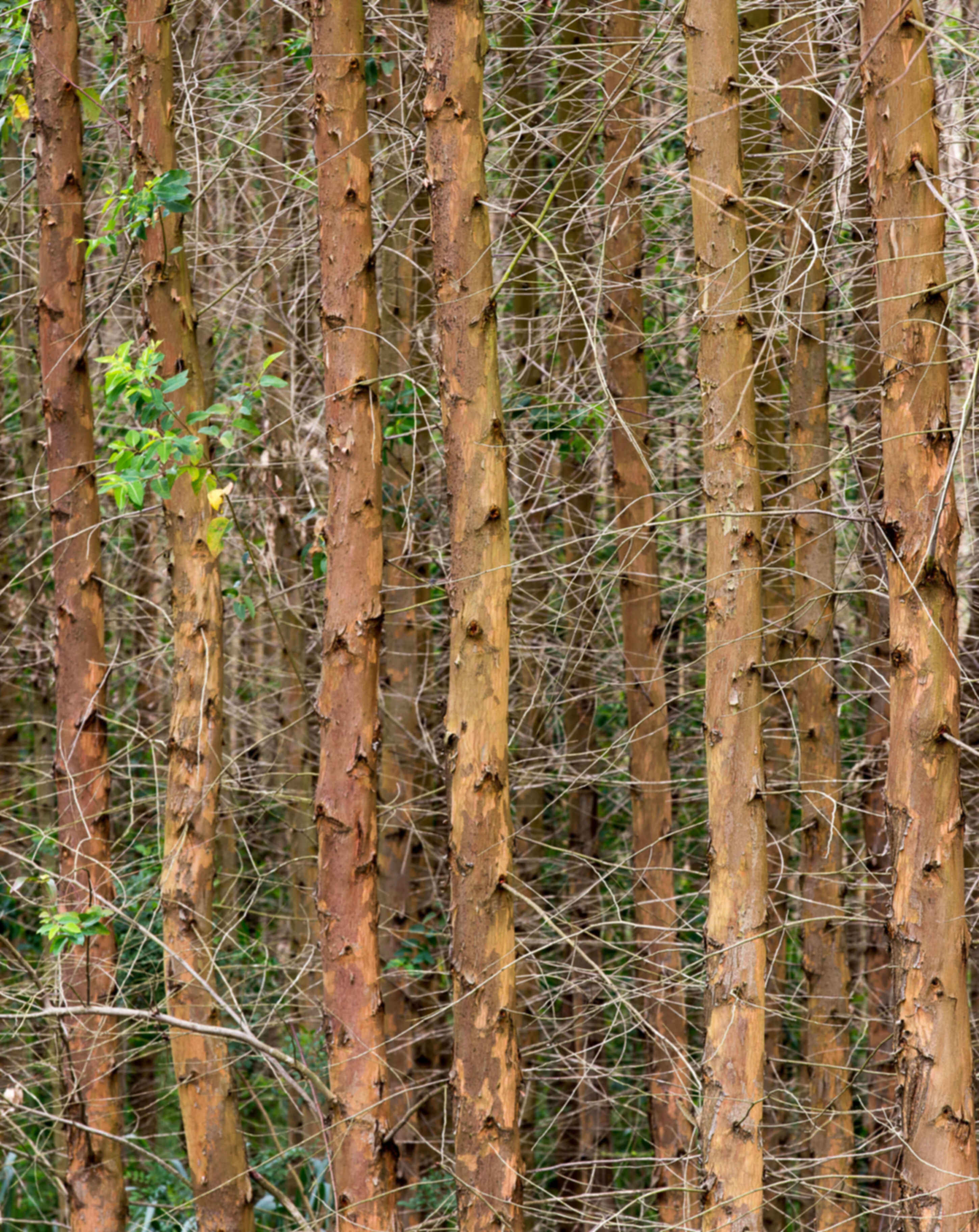 Plantation Description Image