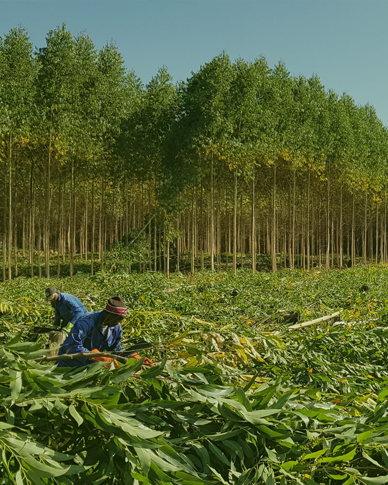 Brondal Plantation Workers